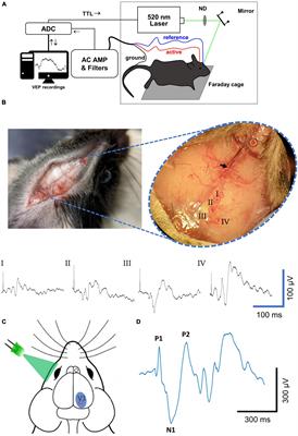 Robust visual cortex evoked potentials (VEP) in Gnat1 and Gnat2 knockout mice